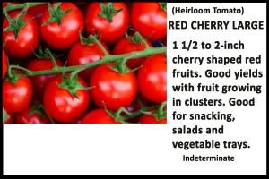 Tomato 'Red Cherry Large'